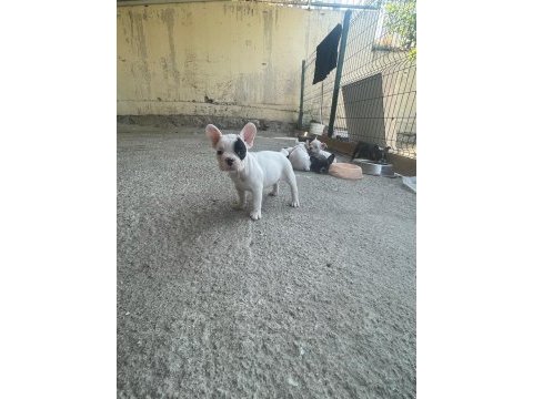 Şecereli french bulldog yavruları