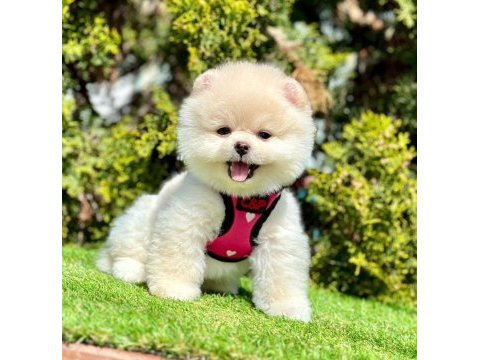 Safkan pomeranian boo köpeklerimiz
