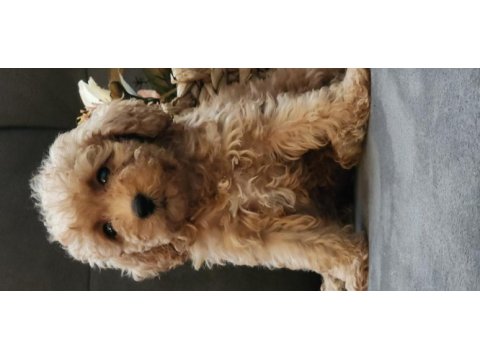 Veteriner teknikerinden sevimli toy poodle