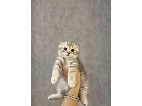 Ailenizin yeni üyesi scottish fold yavrularımız 