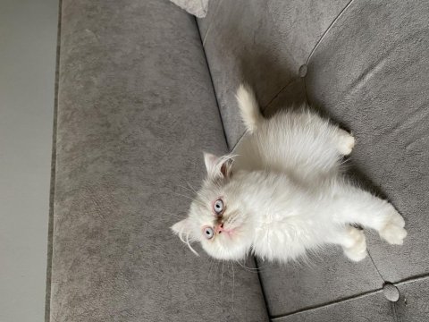 İran persian