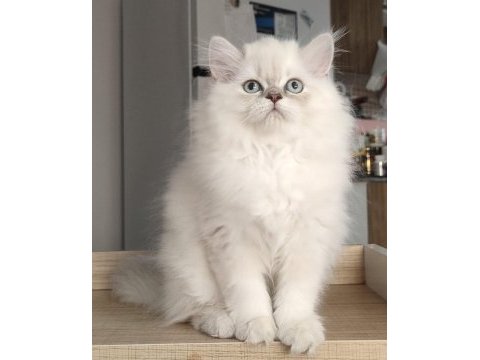 British longhair kedilerim