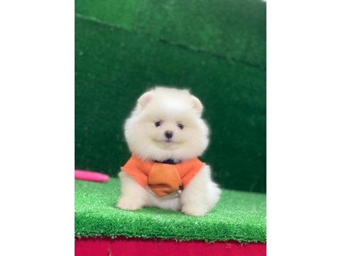 Pomeranian teddy bear yavrular new 2