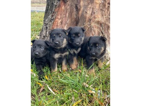 Alman kurt köpeği yavruları