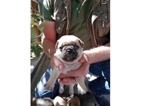 Pug yavruları