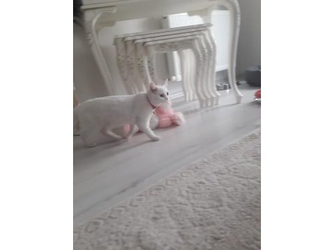 Acil british shorthair ilanı 11 aylık kedimiz eşyalarıyla