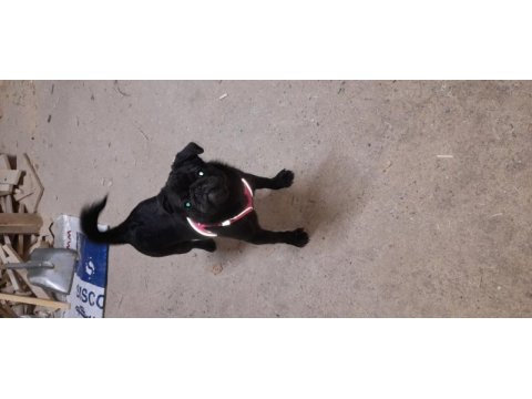6 aylık siyah pug eğitimli