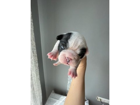 French bulldog