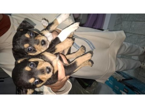 Pinscher yavru