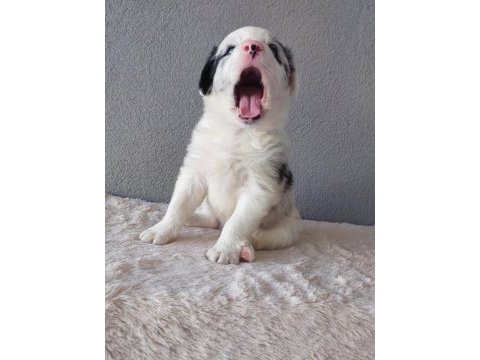 Border collie merle yavrularımız