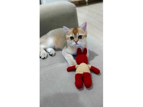 British shorthair ny11 erkek yavru teslime hazır