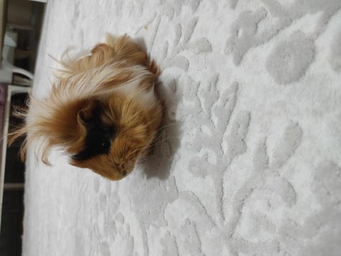Ginepig yavruları ücretsiz sahiplendirme