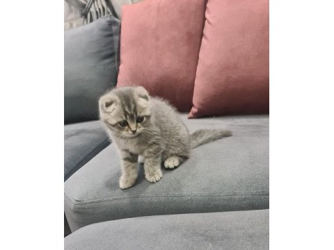 Scottish fold yavrumuz yeni yuvasını arıyor