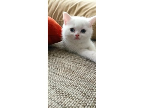 Kızımın yavruları