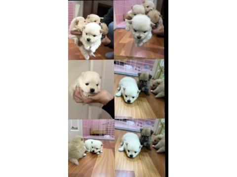 Pomeranian boo köpeğimiz