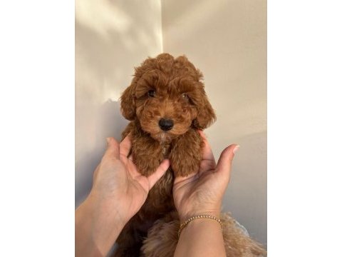 2 aylık 2 adet poodle erkek bebekler