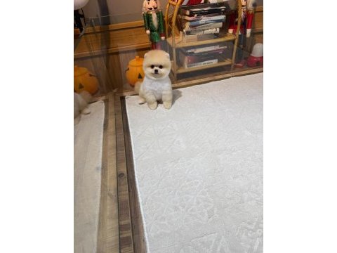 Orjinal pomeranian boo