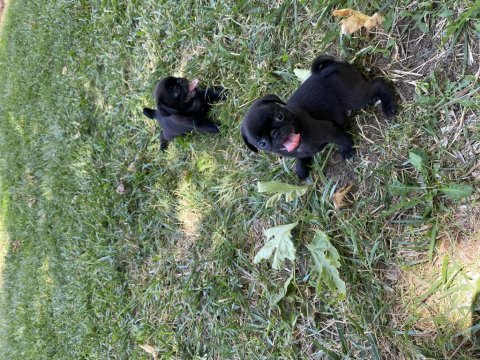 Pug karainciler
