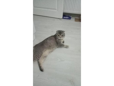Safkan scottish fold