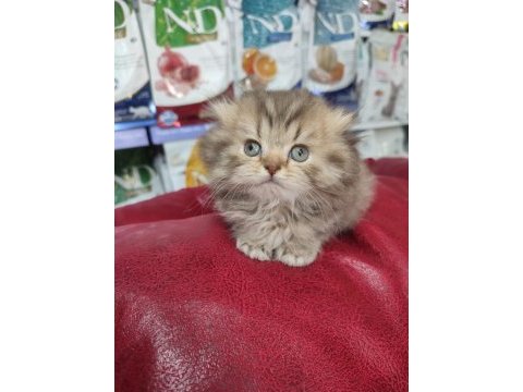 Scottish fold