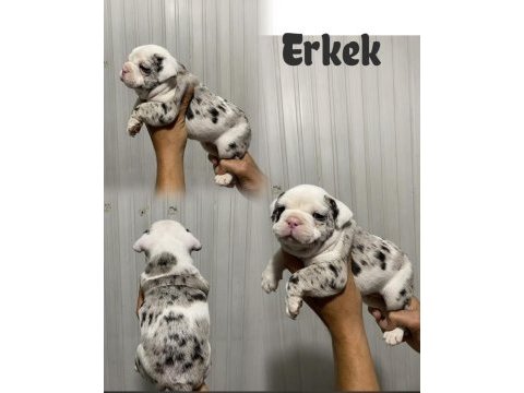 French bulldog sevenler