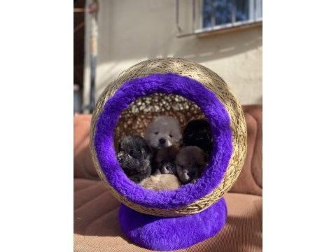 Hıgh qualıty purple tongue chow chow puppıes
