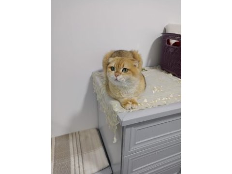Golden scottish fold kızımız yeni yuvasını arıyor