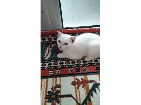 Scottish fold pati yeni yuvasını arıyor