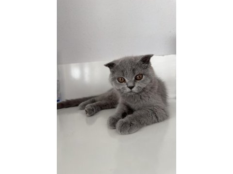 Sevgi ile büyüyen sağlıklı scottish fold yavrular