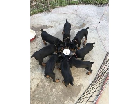 Kızıl ve siyah renk seçenekleri dobermanlar mevcut