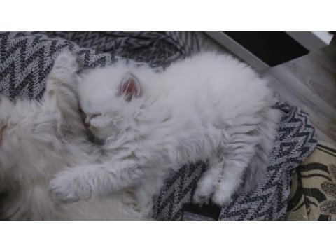 British longhair dişi bebekler