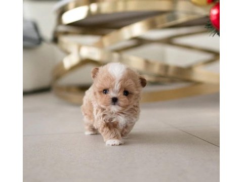 Çocukların mutluluğu toy poodle bebeklerim