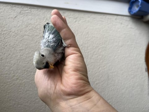 Yeni yeme düşen sevda papağanımız