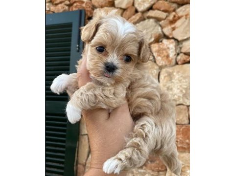 Orjinal kore kan kilo garantili maltipoo yavrularımız