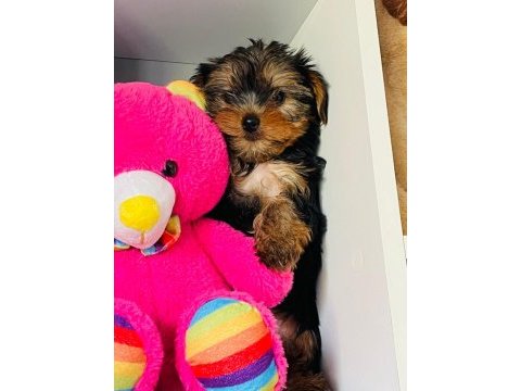 Emsalsiz yorkshire terrier bebek
