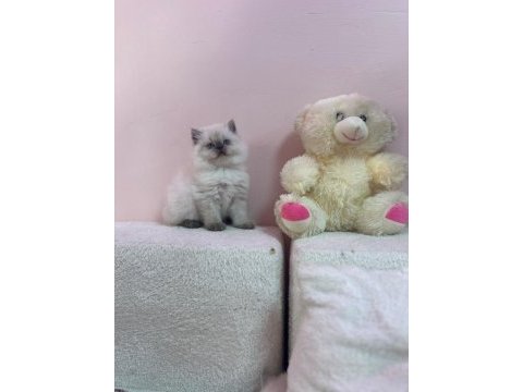 Ayı surat a+ kalite bebek kedilerimiz
