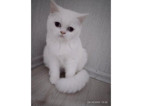 Asil british shorthair prenses