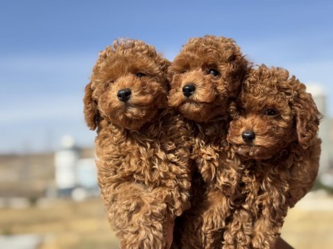Petmode köpek çiftliğenden toy poodle yavrular