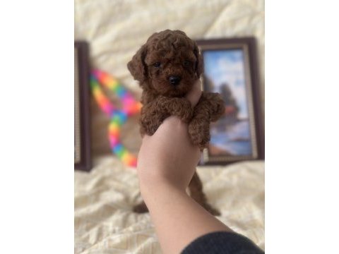 Safkan kore poodle yavrular