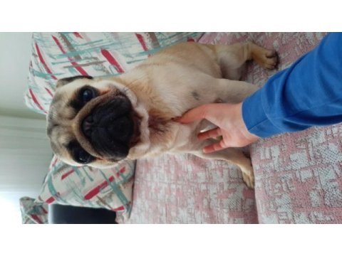Pug köpeğimiz