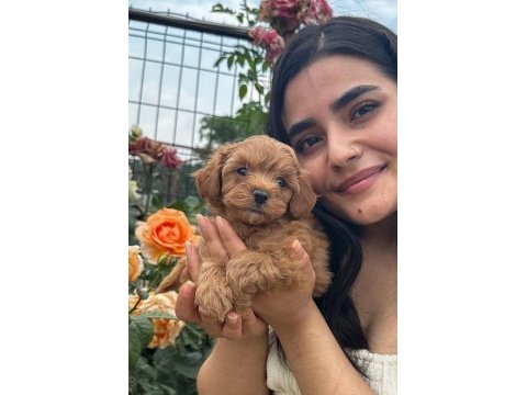 Maltipoo yavrular