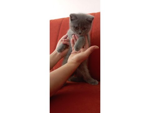 British shorthair mersin