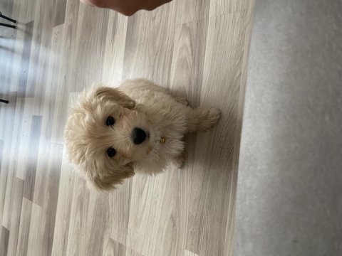 Maltipoo dişi