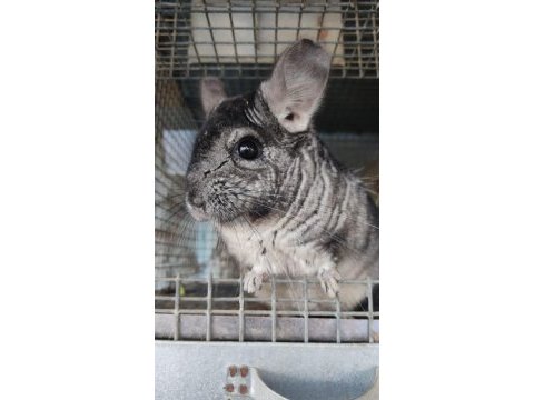 Chinchilla 6 aylık (çinçilla)