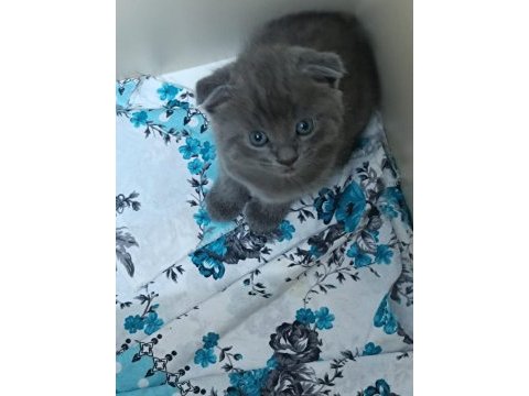 Dişi ve erkek kedimiz yavrularımız sahiplerini bekliyor