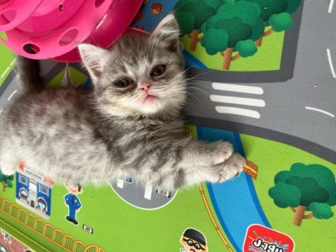 British shorthair yavrular