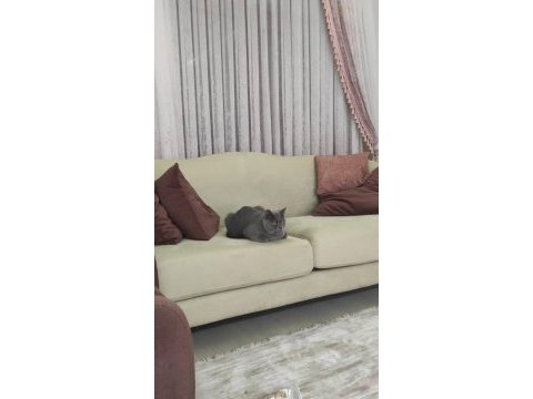 8 aylık british shorthair oğlumuzu sahiplendiriyoruz