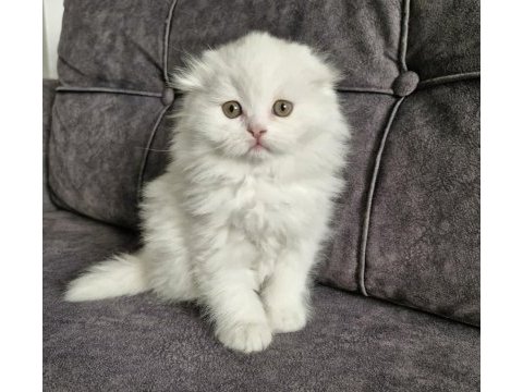 Scottish fold longhair güzellik