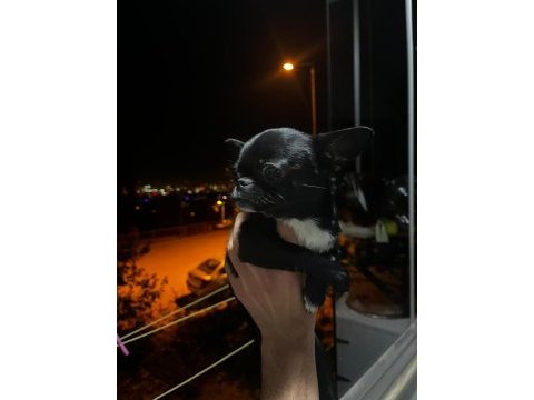 Elma kafa küt burun chihuahua