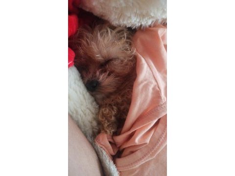 Aşıları yapılmıştır maltipoo